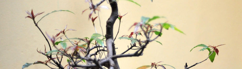 Mundo dos Cursos Gratis